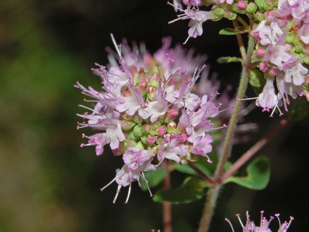 Origanum vulgare